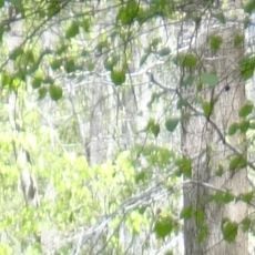 Patapsco Valley State Park