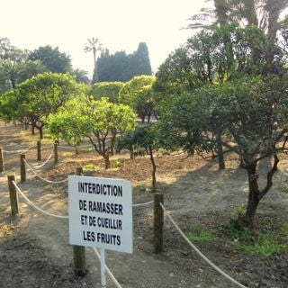 Jardín de cítricos del Palacio Carnolès