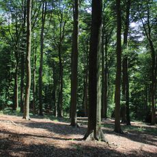Bois de La Houppe