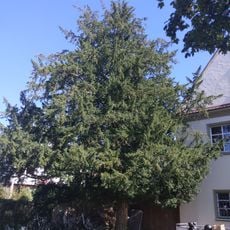 Eibe beim Jugendhaus