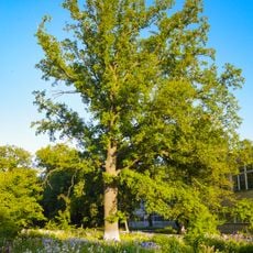 The oak near the school