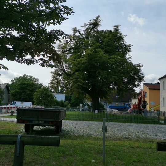 Naturdenkmal Roßkastanie Zentrum der Dorfaue in Bestensee