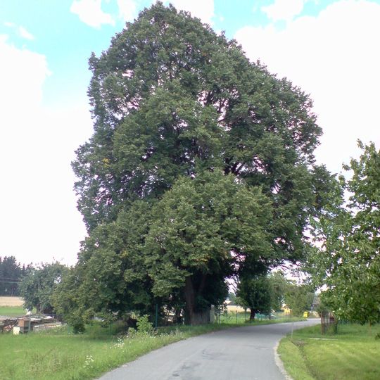 Lípa na Brabci u Nové Včelnice