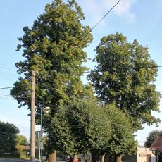 Dvě lípy velkolisté Paceřice