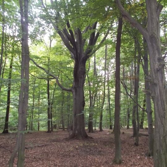 Nature reserve Wiączyń