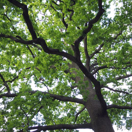 Stiel-Eiche Bahnhofstraße 6a