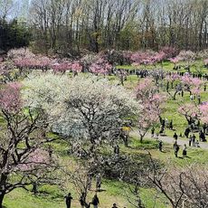 平岡公園
