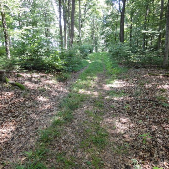 Ringwall Weißler Höhe