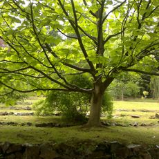 Arboretum Kostelec nad Černými lesy