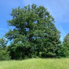 Eiche an der Bernhauser Straße