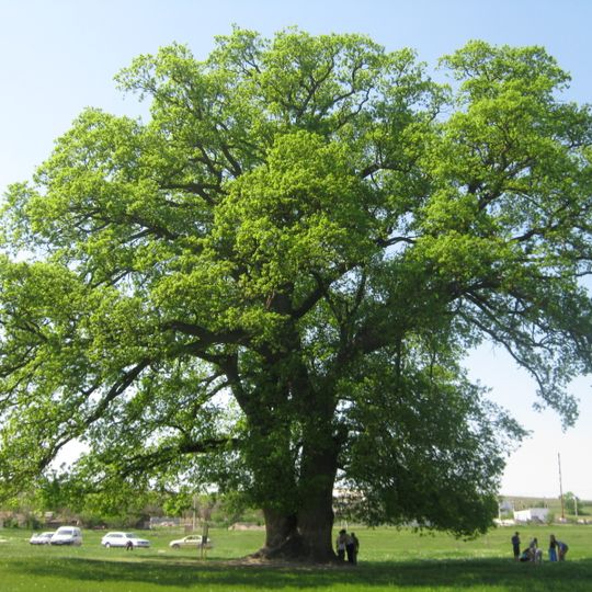 Suvorov's oak