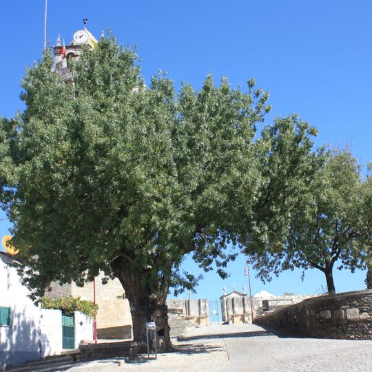 Árvore isolada em junto à Igreja Matriz