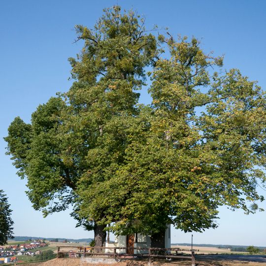 Zwei Kapellenlinden von Aspach