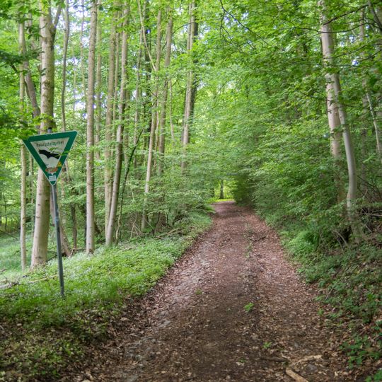 Buchenwald bei Bellenberg