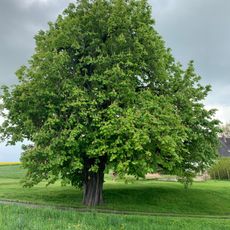 Kastanie Kleinbernsdorf
