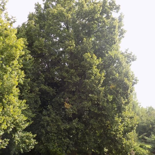 Lípa Jindřicha Kolowrata