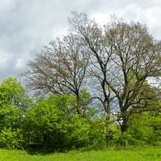 Eichengruppe (3 Bäume)