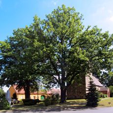 Friedenseiche Proßmarke