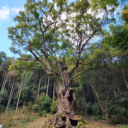 The Great Camphor Tree of Takeo