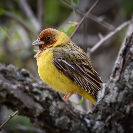 Tigrovaya Balka Nature Reserve