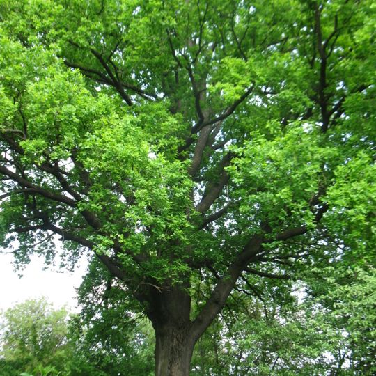Quercus Robur, Krynytsia
