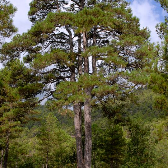 Pinassa de les Tres Besses