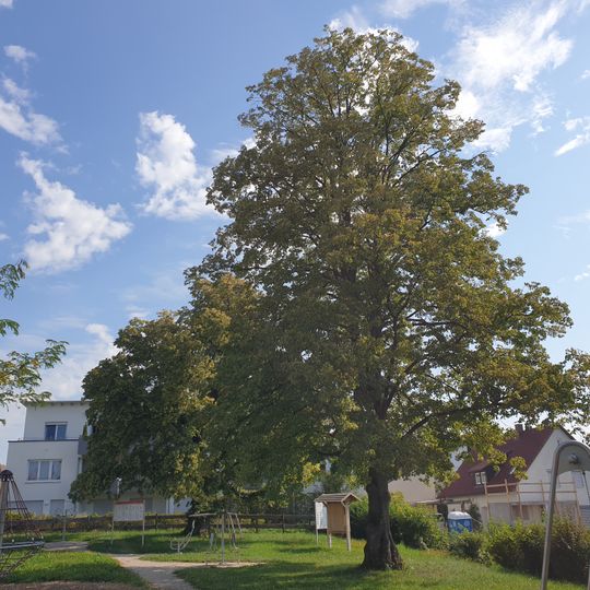2 Linden am Festplatz