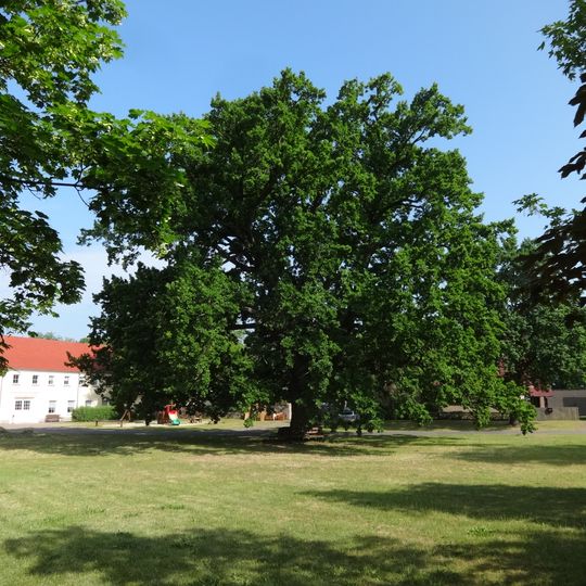 Naturdenkmal Eiche auf dem Dorfplatz  in Schwerin