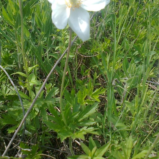 Грушеві могили