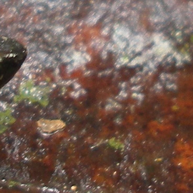 Parque Nacional Ranomafana