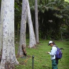 Ke'anae Arboretum