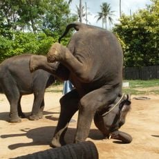 Samui Elephant Sanctuary Bophut