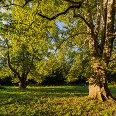 Park in Bogunów