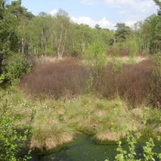 Holler- und Wittemoor