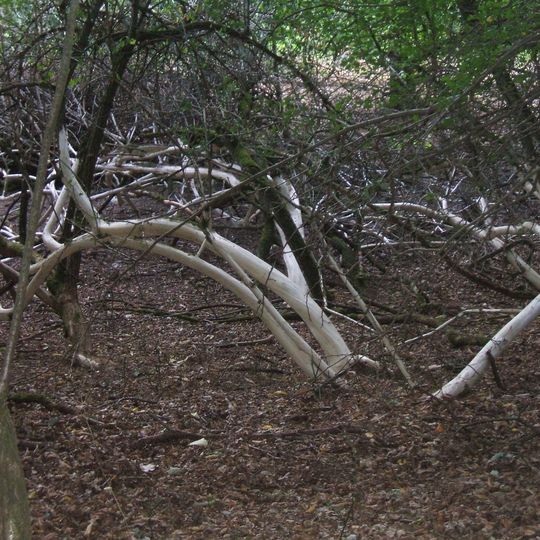 Detzelbachtal bei Wernborn