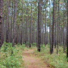 Francis Marion National Forest