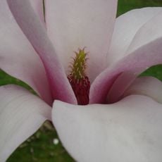 Arboretum Wespelaar