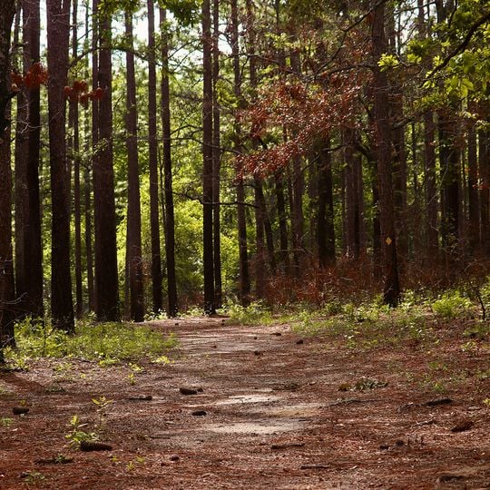 Tuskegee National Forest