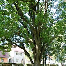 Dub v parku Otmara Vaňorného