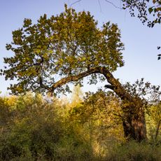 Dub u Hlubokého rybníka