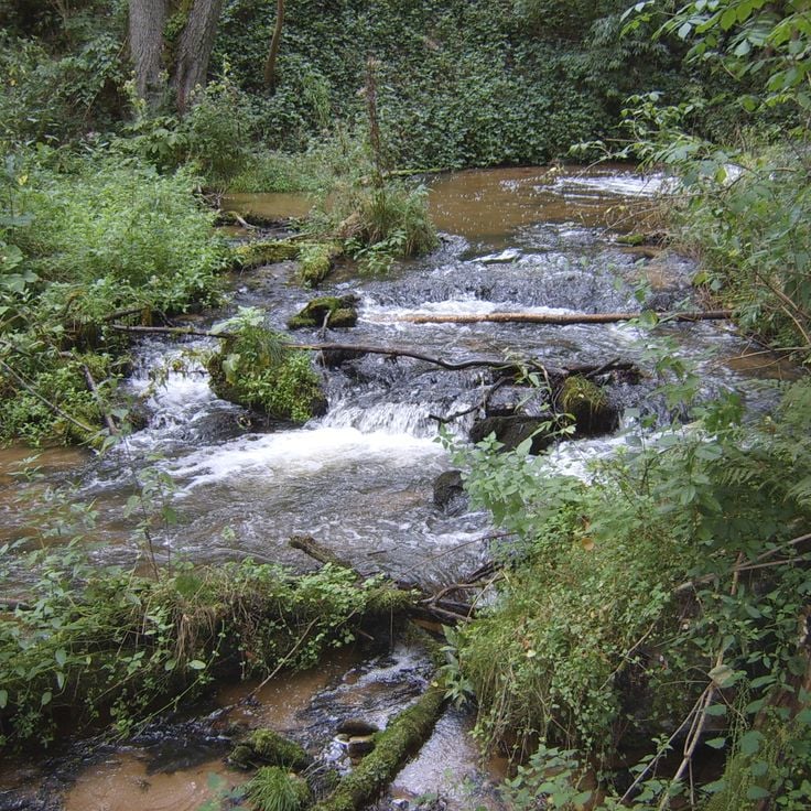 Réserve de Czartowe Pole