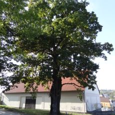 Skupina dvou stromů