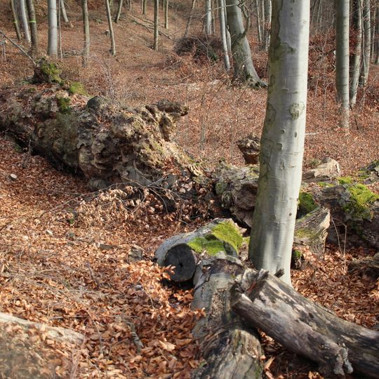 Buk v Babickém lese