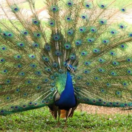 Kumasi Zoological Gardens