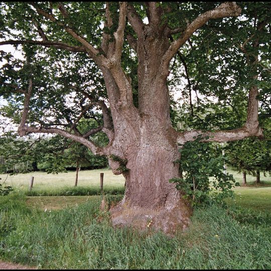 Lípa v Hostínově Lhotě