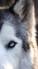 Loki The Wolf Dog