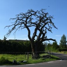 2004028 (W-id) En paraplytall "Arvidstallen"