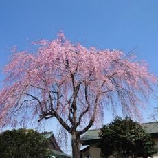 Jukai-ji