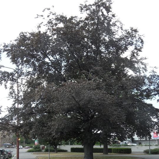 Buk v Sladkovského ulici