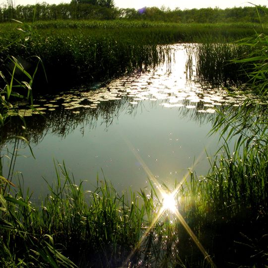 Rezerwat przyrody Staw Nowokuźnicki